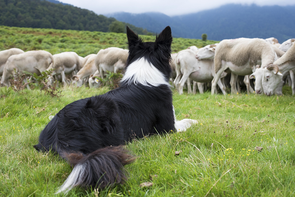 Le guide du chien de troupeau, L'étape cruciale de la mise au troupeau  ovin du jeune chien